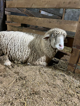 Load image into Gallery viewer, Raw 100% Columbia Sheep Fleece - Rockin&#39; Sheep Farm

