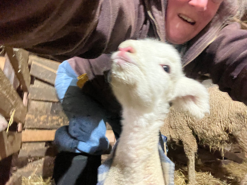 I'm Back! Along With a Lot of Lambs!