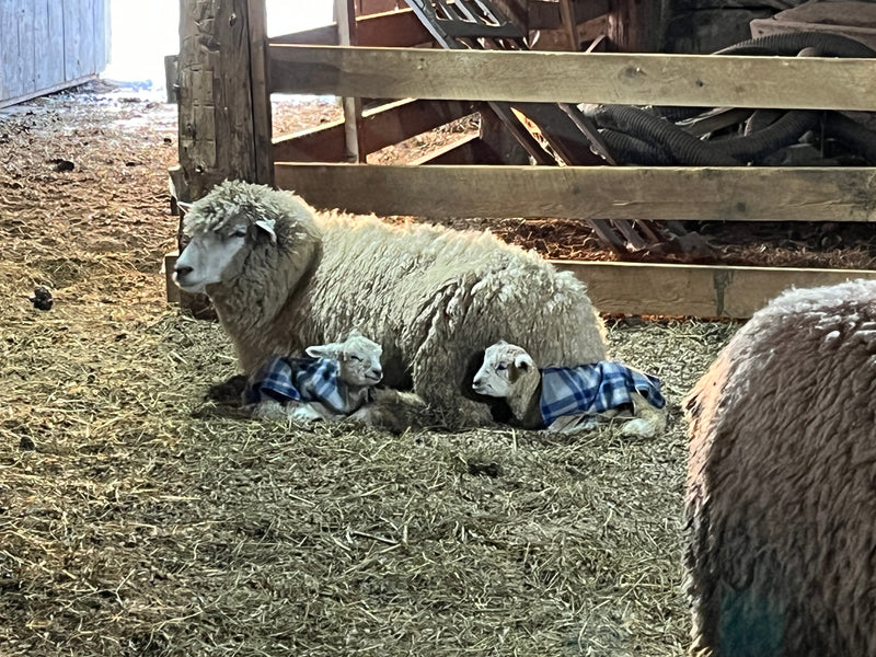 It's Lambing Time!