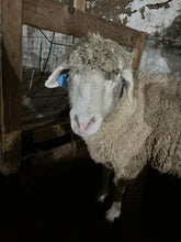 Load image into Gallery viewer, Raw 100% Columbia Sheep Fleece - Rockin&#39; Sheep Farm
