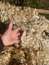 Load image into Gallery viewer, Lincoln Longwool Locks and Fleece
