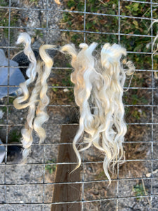 Lincoln Longwool Locks and Fleece