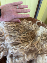 Load image into Gallery viewer, Lincoln Longwool Locks and Fleece
