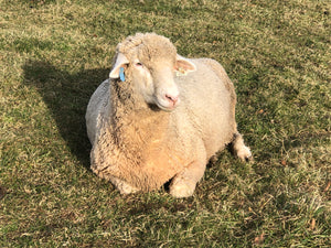 Raw 100% Columbia Sheep Fleece - Rockin' Sheep Farm